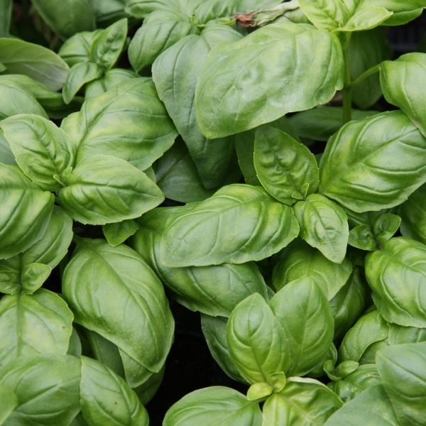 Les bienfaits du basilic