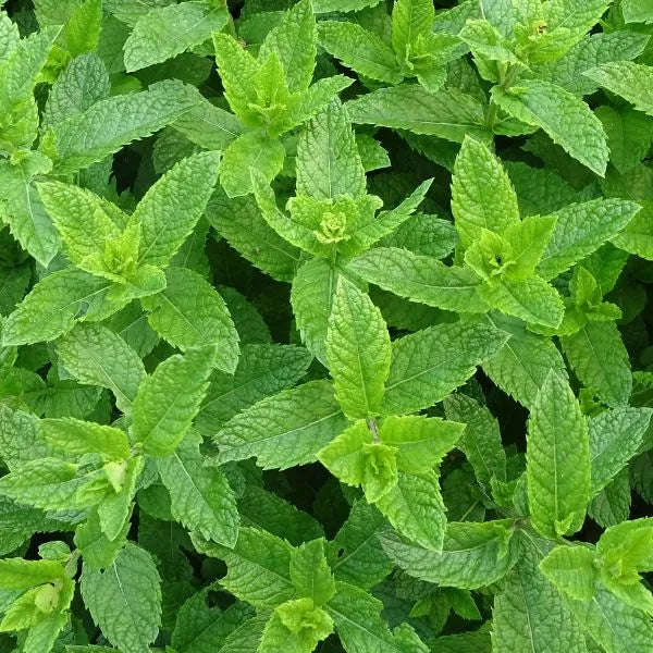 Menthe poivrée