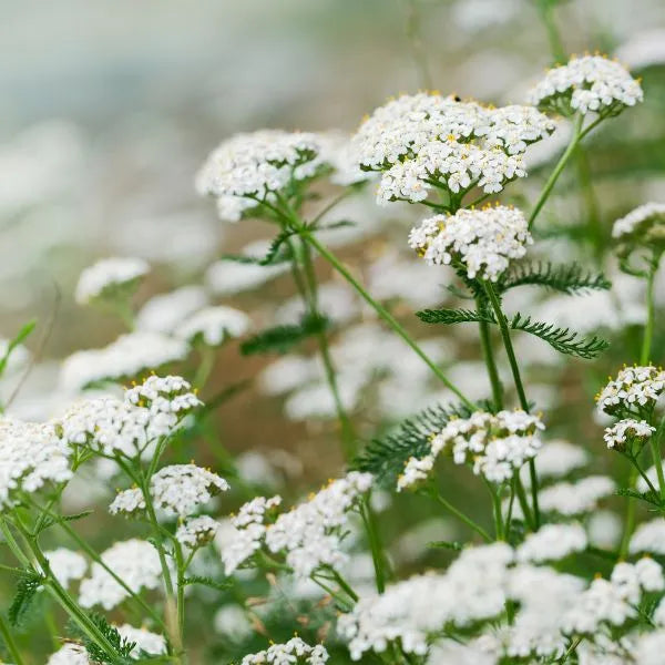 Achillée millefeuille