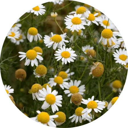 Camomille matricaire