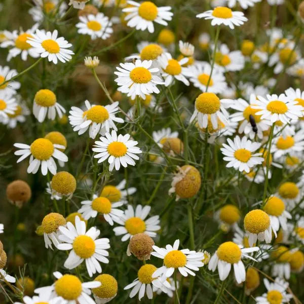 Camomille matricaire