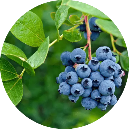 Myrtille (baie et feuille)