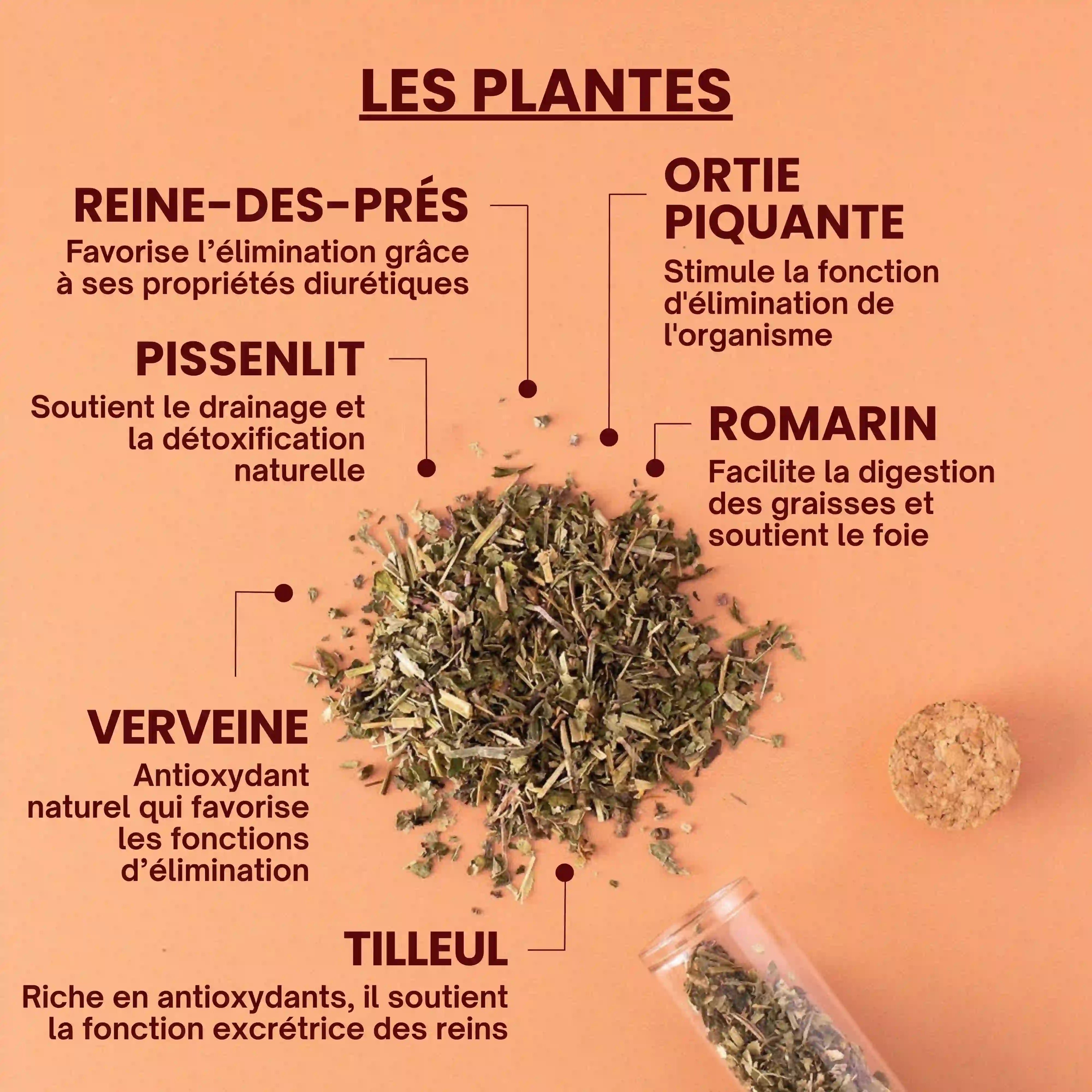 Tisane bio detox plantes et bienfaits