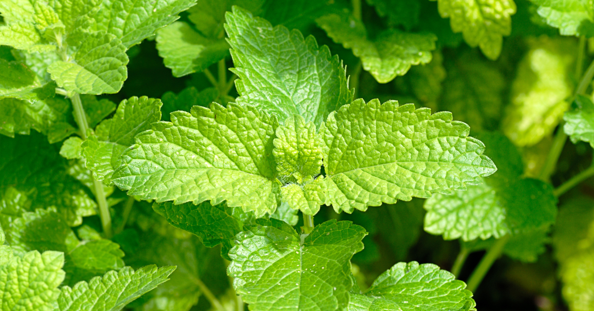 Menthe poivrée bienfaits sur la santé de la femme