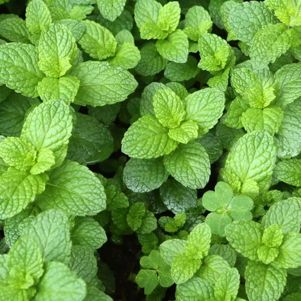 Les bienfaits de la menthe douce