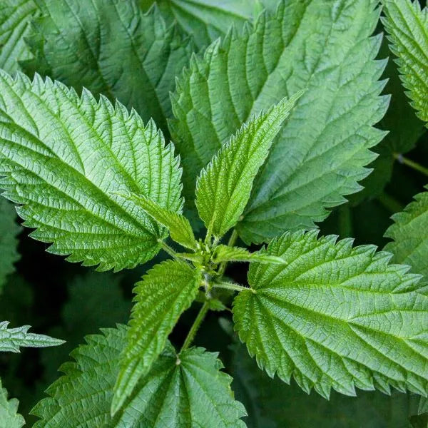 Les bienfaits de l'Ortie Piquante sur la santé des femmes