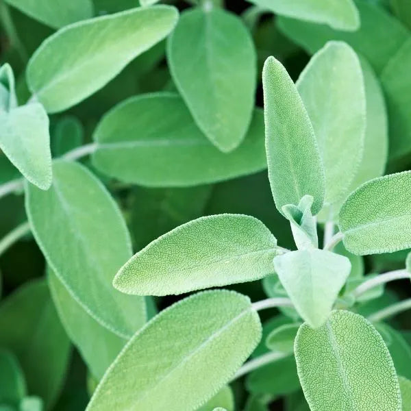 Les bienfaits de la Sauge Officinale sur la santé des femmes