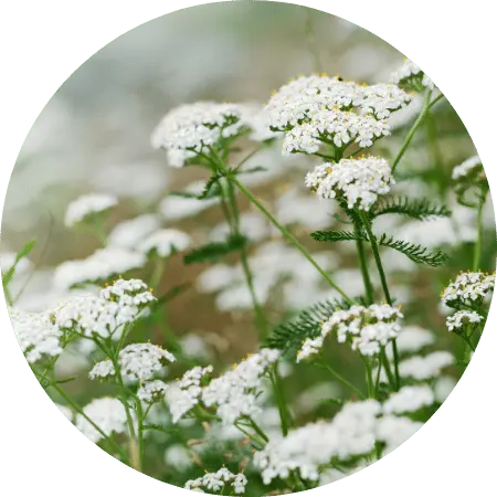 Achilée millefeuille