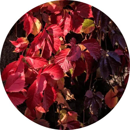 Vigne rouge