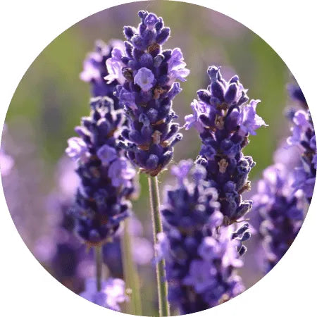 Lavande