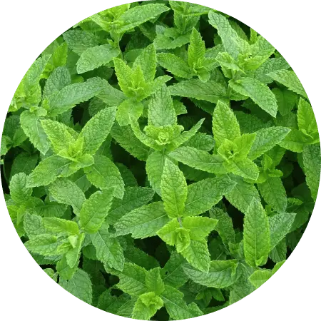 Menthe poivrée