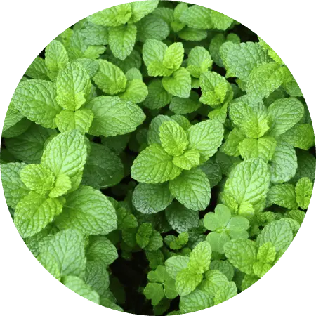 Menthe verte