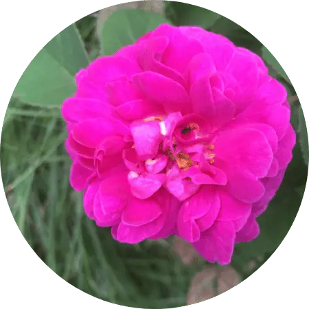 Rose de provins