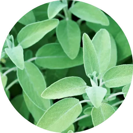 Sauge officinale
