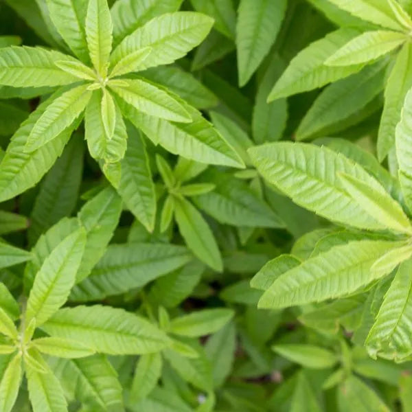 Verveine